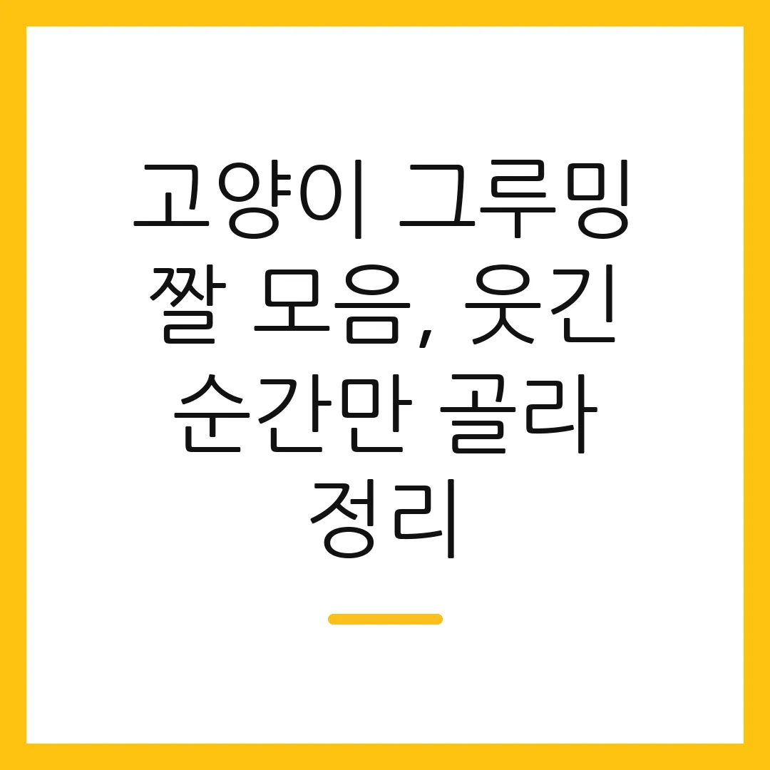 고양이 그루밍 짤 모음, 웃긴 순간만 골라 정리